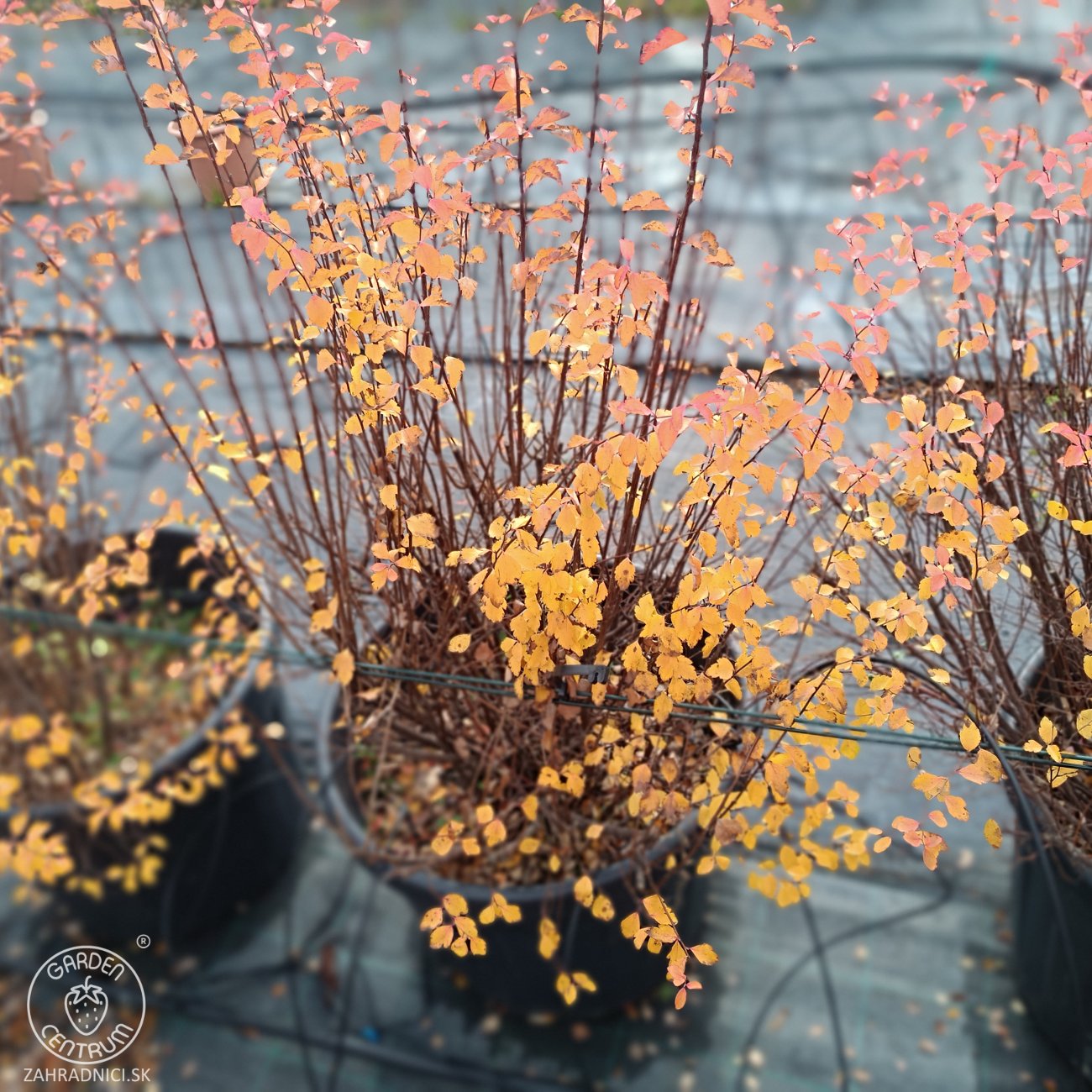 Obrázok Tavoľník ´van Houtteho´ (Spiraea x vanhouttei) - výška 80-100 cm, kont. C30L/C45L